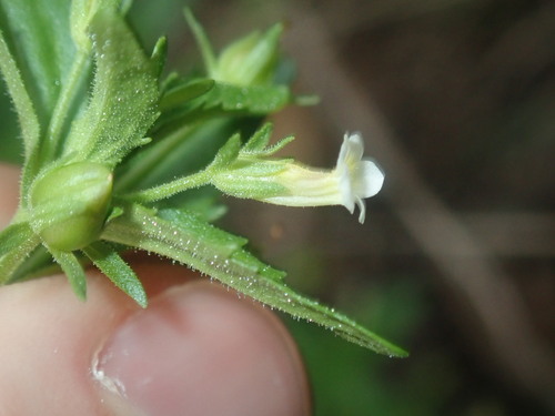 Image of Gratiola pedunculata by (c) Thomas Mesaglio, some rights reserved (CC BY)