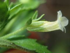 Gratiola pedunculata