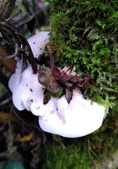 Spongipellis spumeus