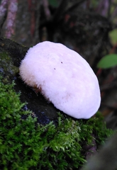 Spongipellis spumeus