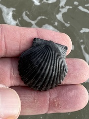 Argopecten irradians