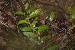Eremophila debilis