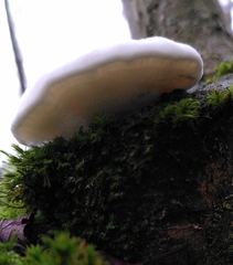 Spongipellis spumeus