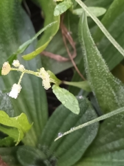 Galium rotundifolium