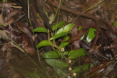 Eremophila debilis