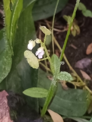 Galium rotundifolium