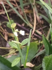 Galium rotundifolium