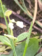 Galium rotundifolium