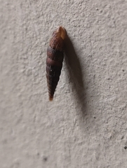 Alinda biplicata