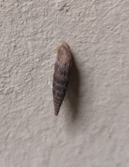 Alinda biplicata