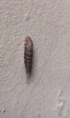 Alinda biplicata