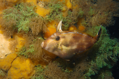 Scobinichthys granulatus