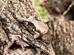 Tomopterna natalensis