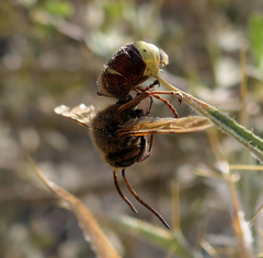 Vespa orientalis