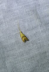 Crocanthes prasinopis