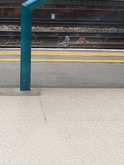 Corvus monedula soemmerringii