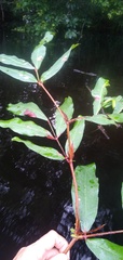 Gilbertiodendron