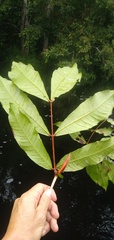 Gilbertiodendron
