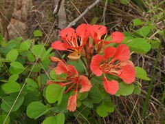 Bauhinia galpinii