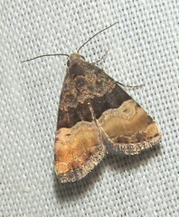 Pseudozarba bipartita