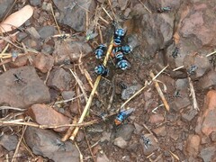 Chrysomya marginalis