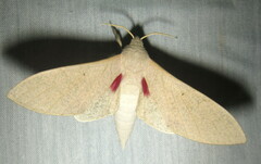 Neoclanis basalis