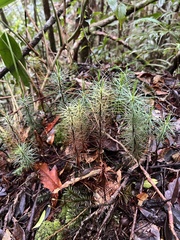 Dawsonia