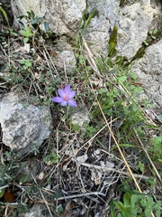 Crocus cambessedesii