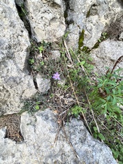 Crocus cambessedesii