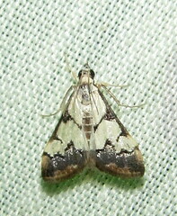 Autocharis