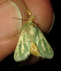 Coenobasis albiramosa