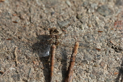 Libellulidae