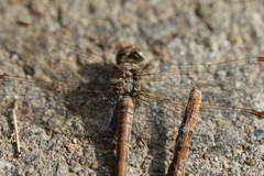 Libellulidae