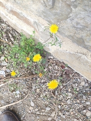 Sonchus tenerrimus