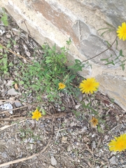 Sonchus tenerrimus