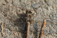 Libellulidae