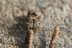Libellulidae
