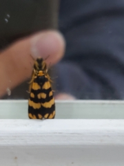 Arctiinae