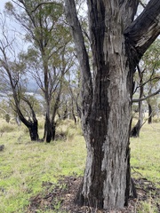 Eucalyptus amygdalina