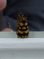 Arctiinae