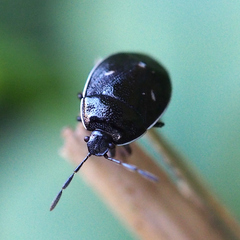 Adomerus triguttulus