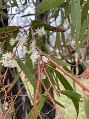 Eucalyptus amygdalina