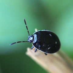 Adomerus triguttulus