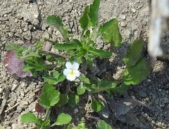 Viola kitaibeliana