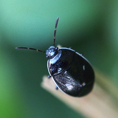 Adomerus triguttulus