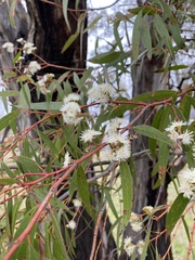 Eucalyptus amygdalina