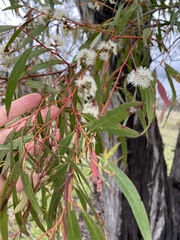 Eucalyptus amygdalina