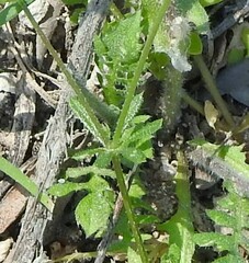 Centranthus calcitrapae