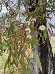 Eucalyptus amygdalina