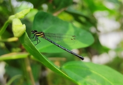 Onychargia atrocyana